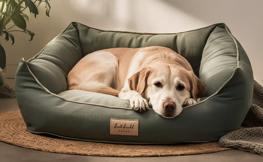 Ultimate Guide: Calming Dog Beds for Anxious Pets