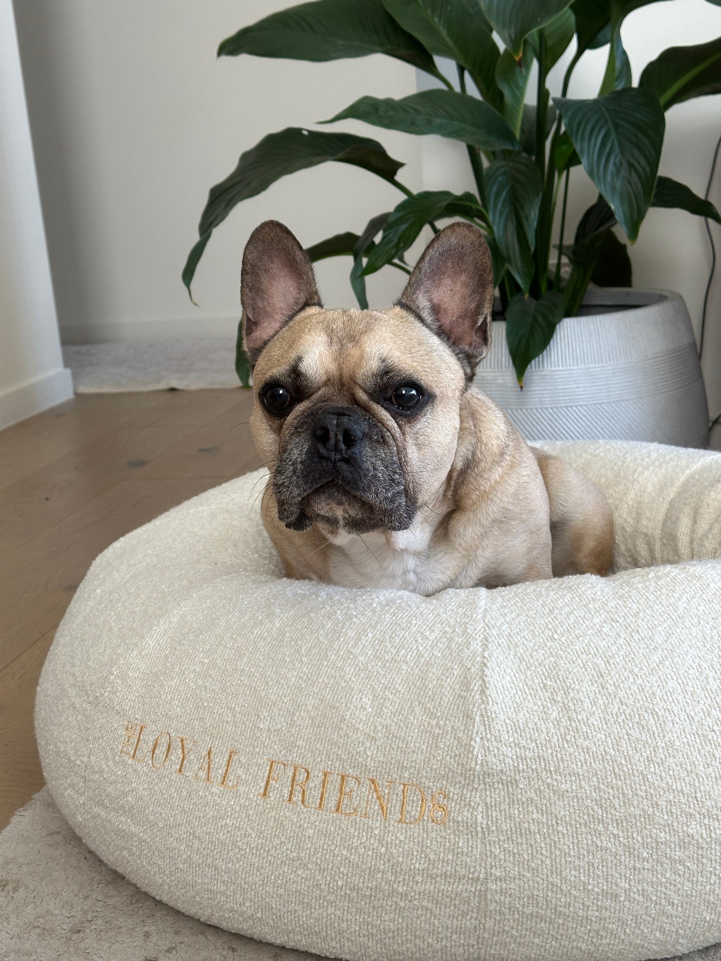 Cream Bouclé Bed